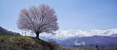 桜と山脈