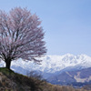 桜と山脈