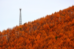 紅葉鉄塔