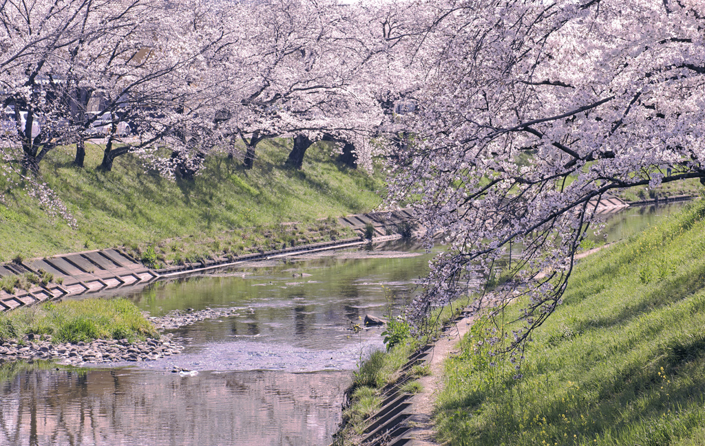 桜の道