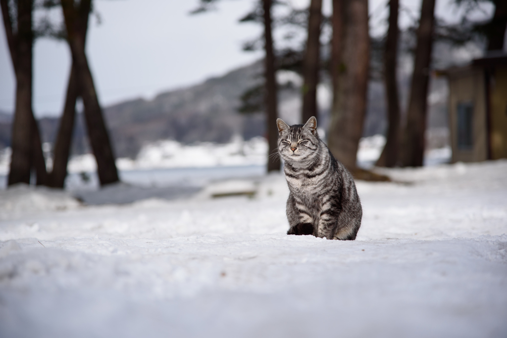 湖と雪と猫と