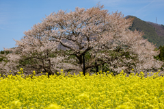 半円の桜
