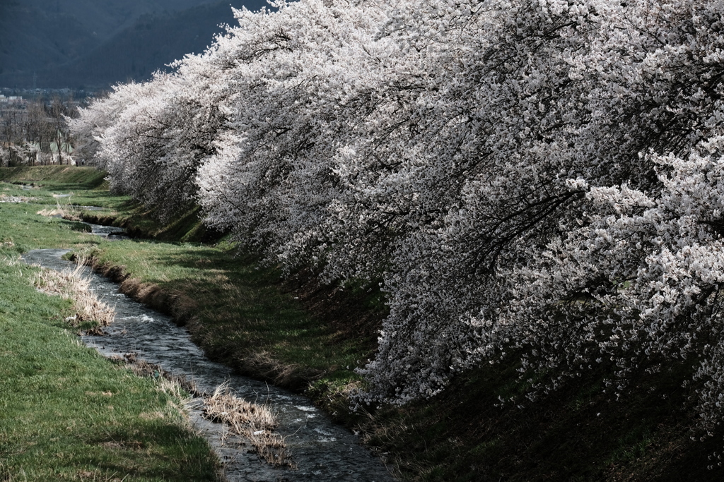 黒沢川の桜並木