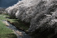 黒沢川の桜並木