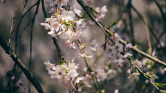 貞麟寺の桜
