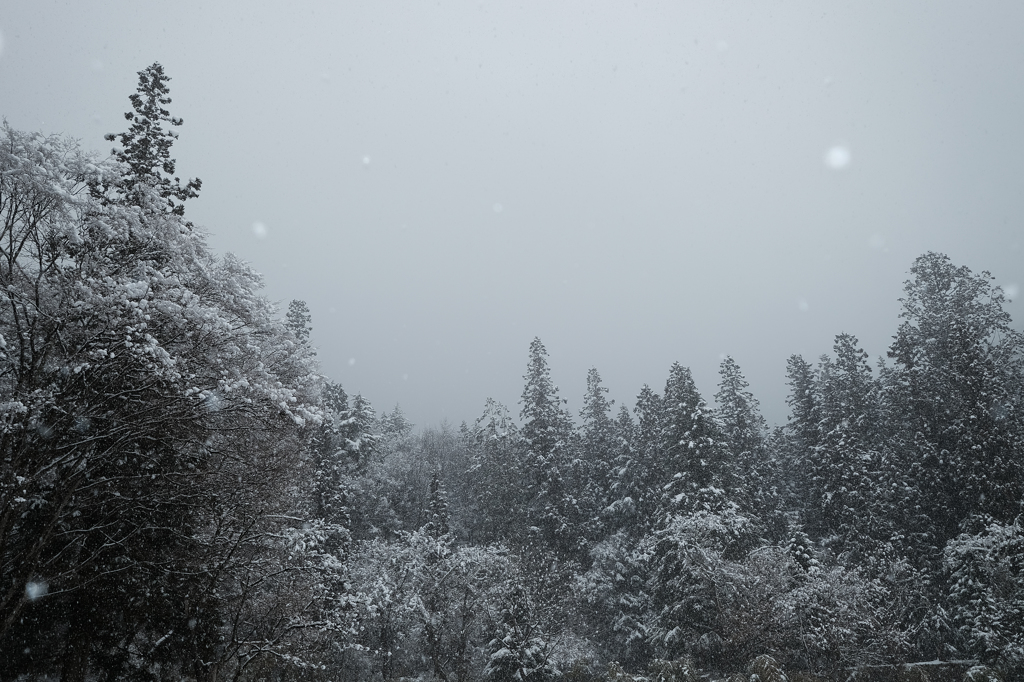 雪中森林