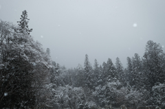 雪中森林