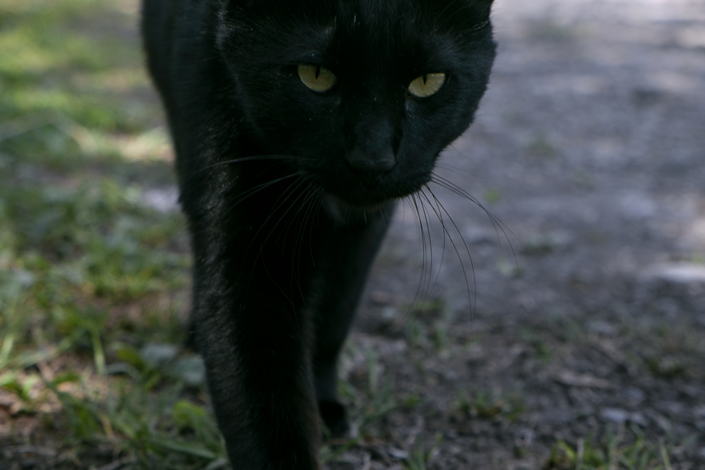 迫る猫