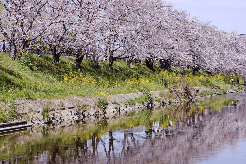 桜と菜の花