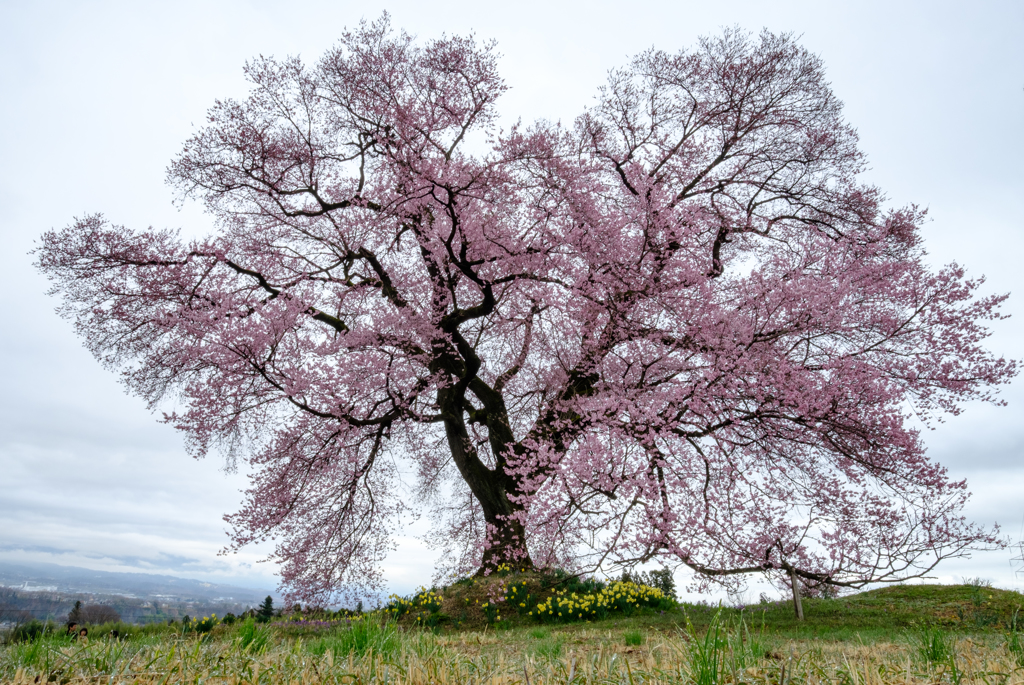 くもり空の桜