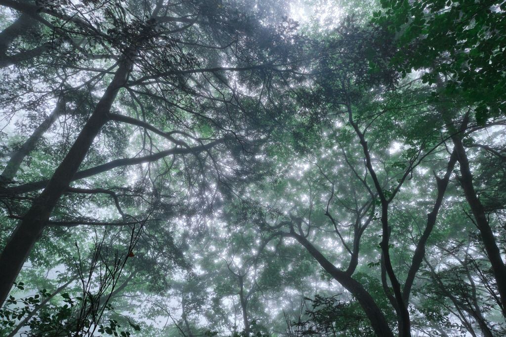 雨と光と森