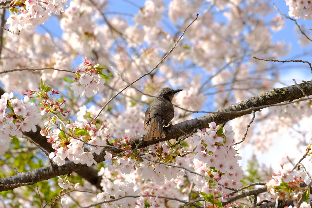 桜の枝の上のダンス