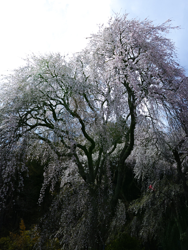 高き桜