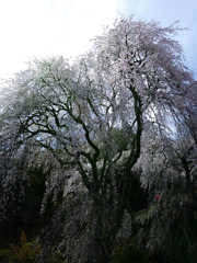 高き桜