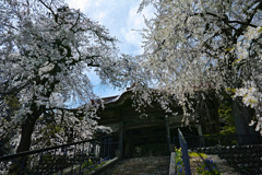 桜の門