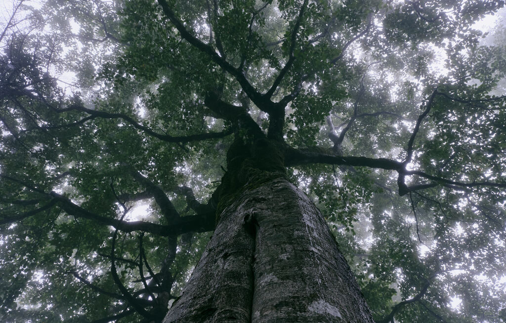 霧中の巨木