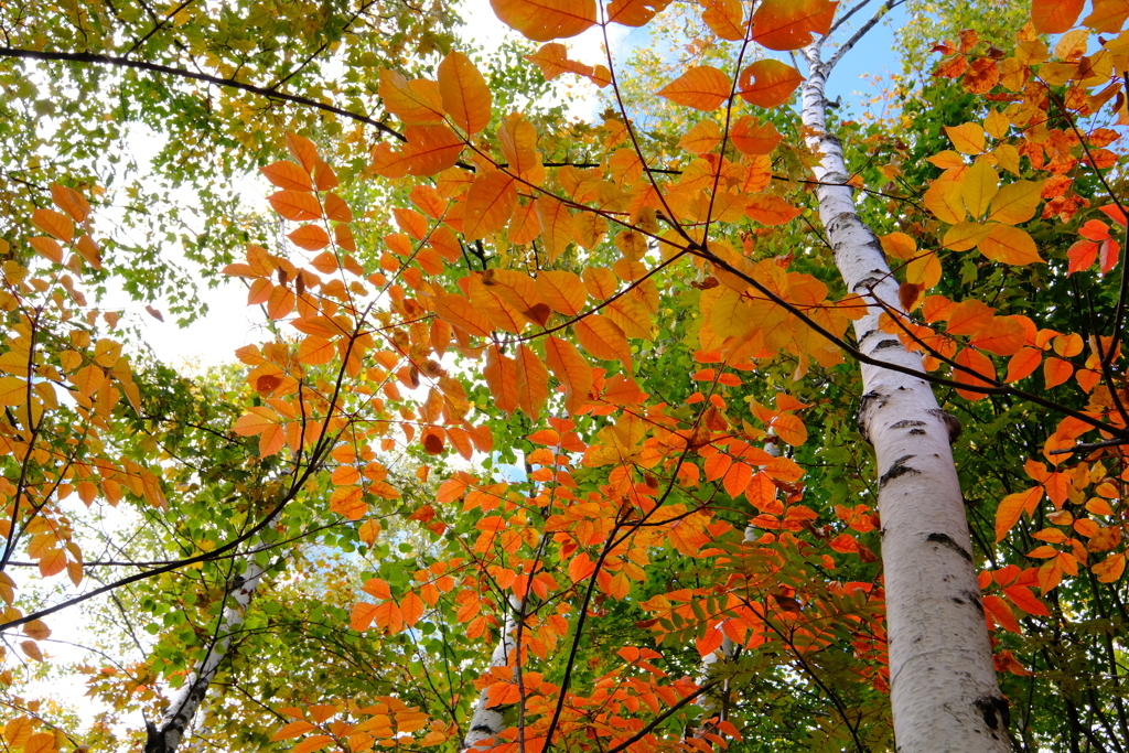 まだまだ緑の白樺と紅葉