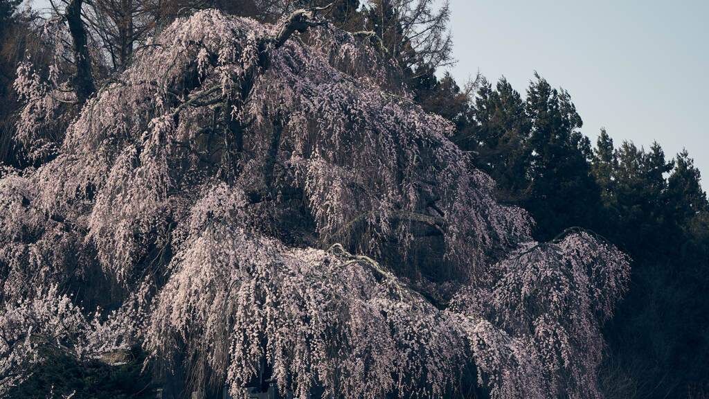 古町のしだれ桜