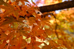 紅葉に寄る