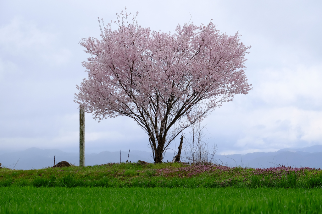 丘の上にひとつ