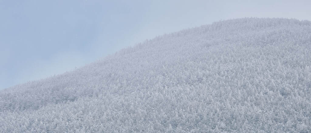 雪付く木々