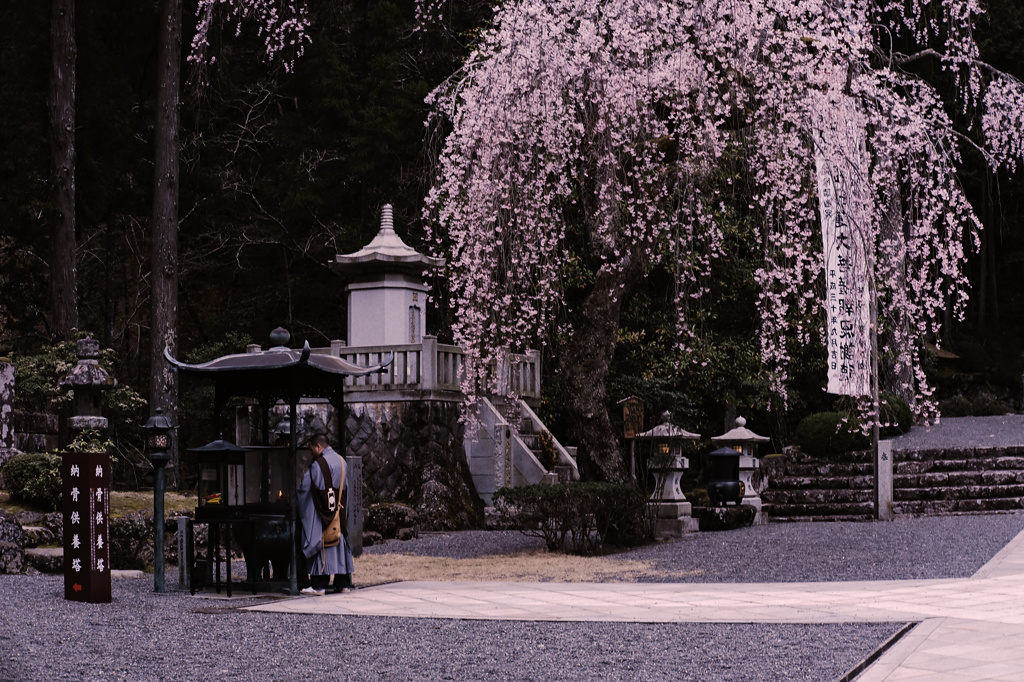 桜の下で