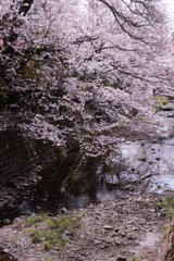 桜舞う小川