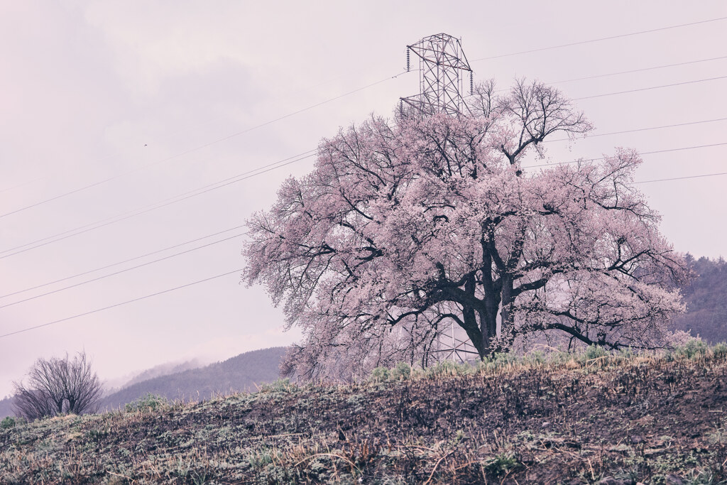 曇天のわに塚の桜②