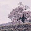 曇天のわに塚の桜②