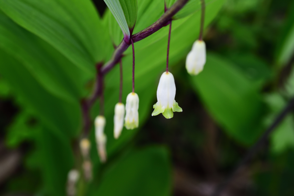 2番目の開花