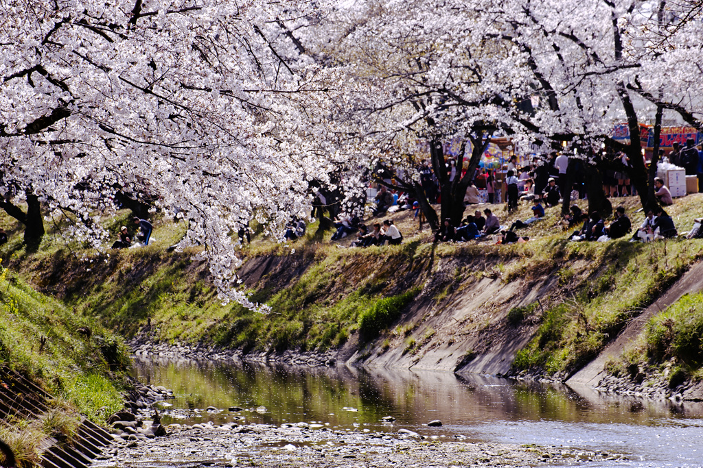 花見日和