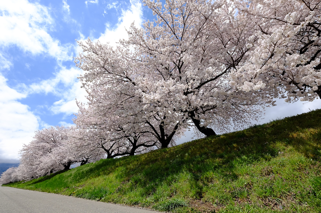 青空と道と桜と
