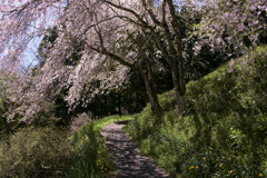 山里の桜