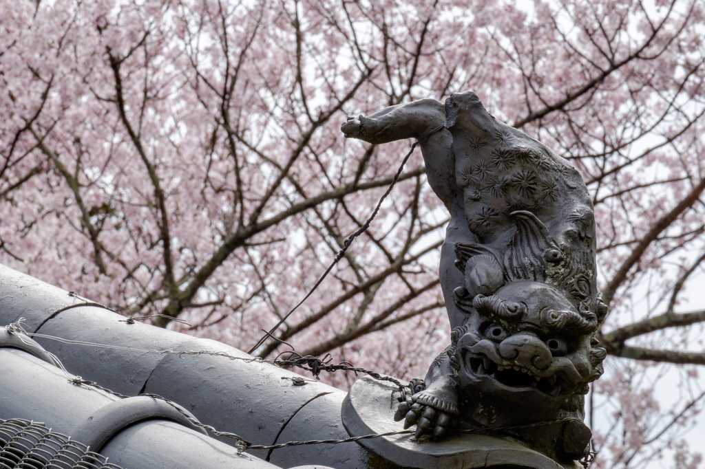 桜で踊ろう