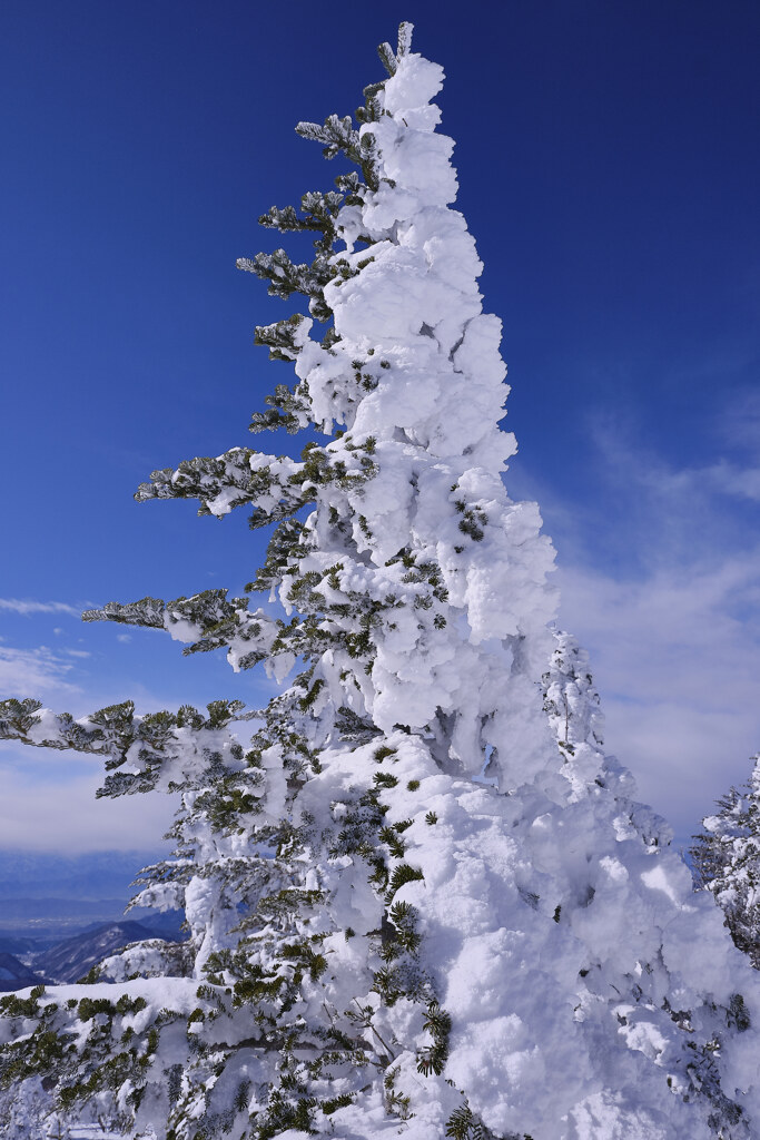 半分樹氷