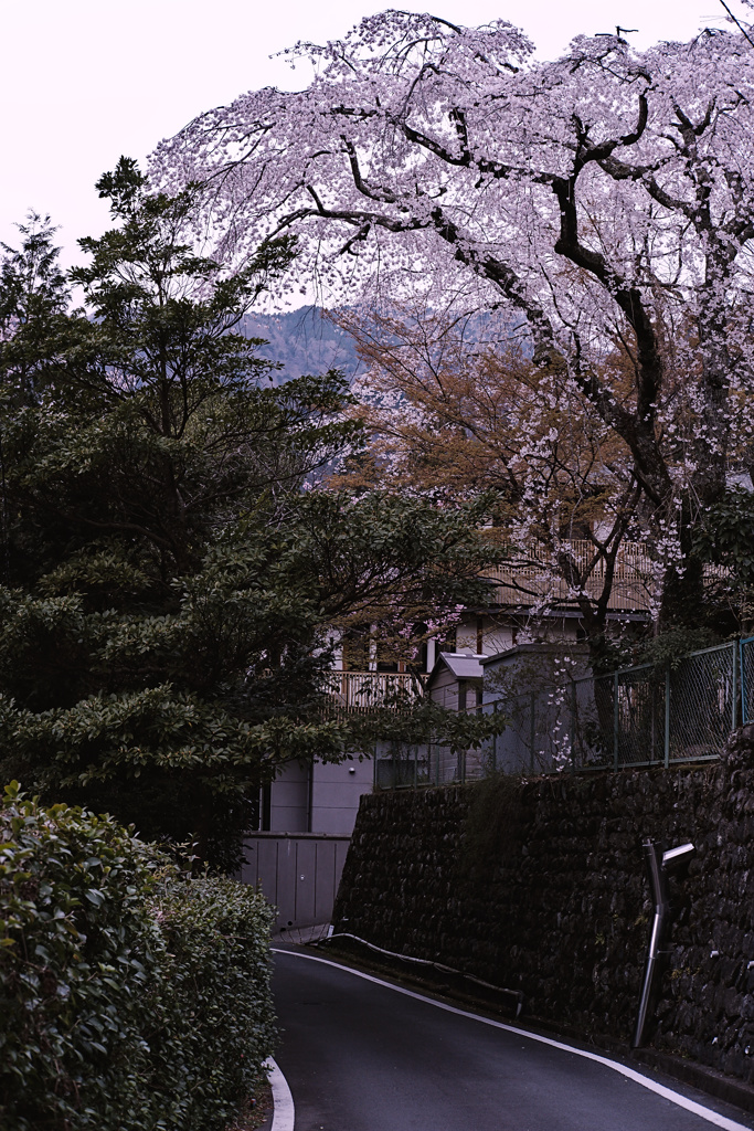 桜の下の路地