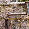 仁科神社の桜