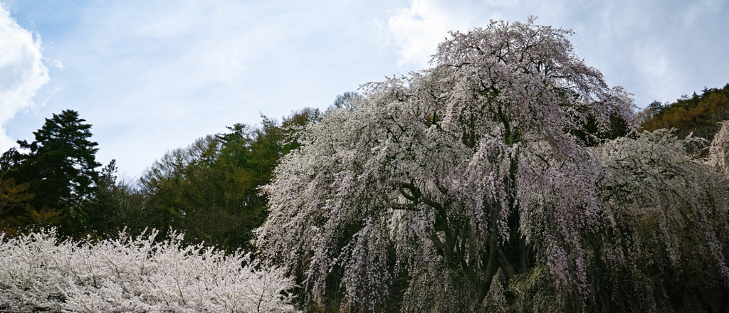 ワイドな桜