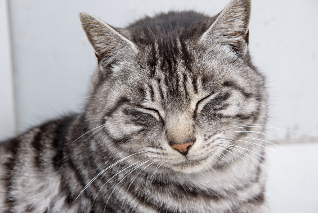 眠眠