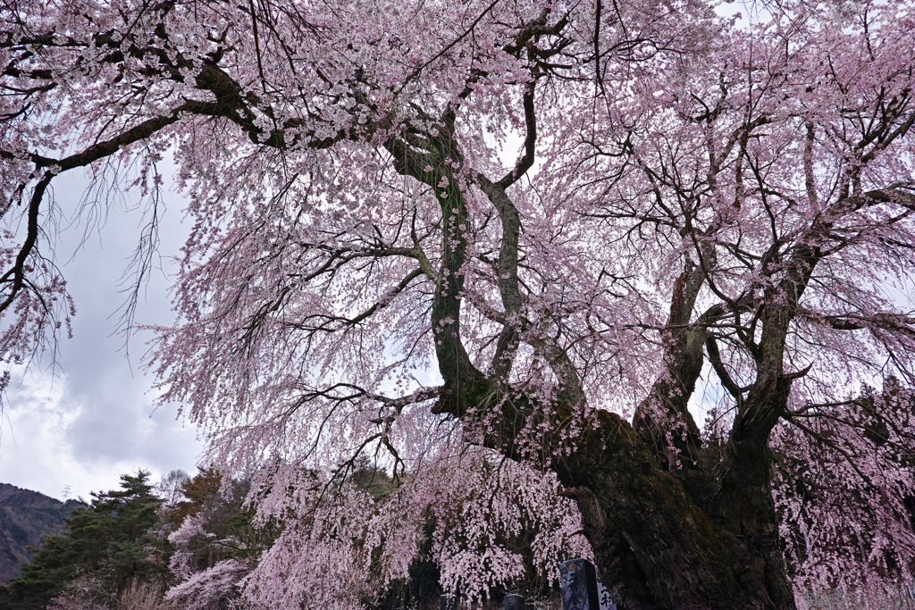 里山の桜
