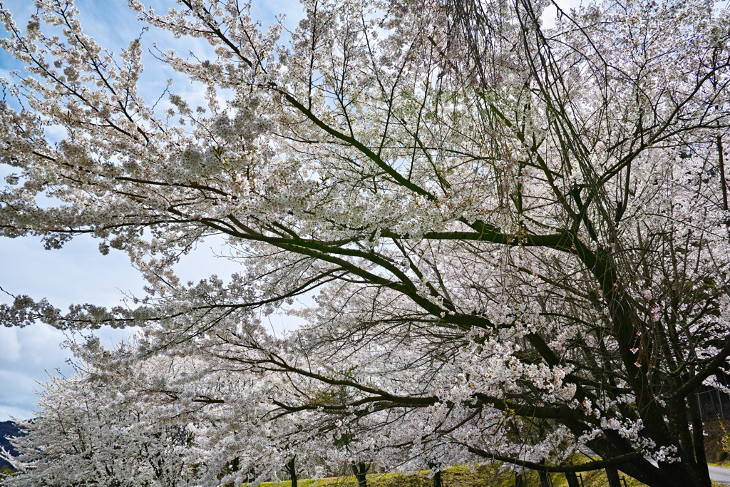墓守りの桜達