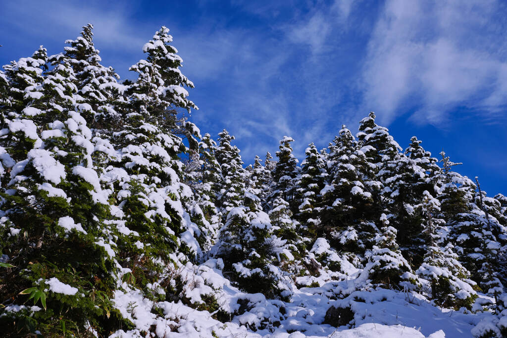 雪積む木々