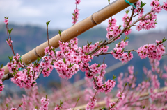 通りすがりの桃の花