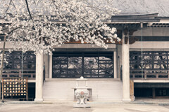妙了寺の桜②