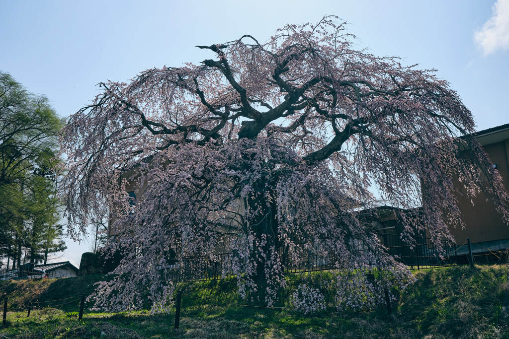 関所破りの桜①