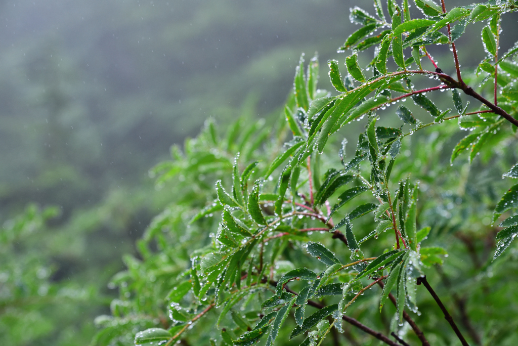 雨色の葉