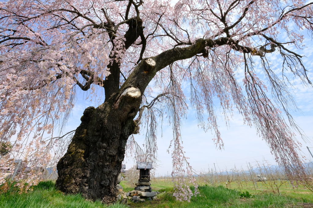 林檎畑と桜