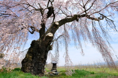 林檎畑と桜