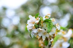白花