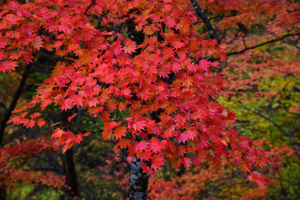 紅い波